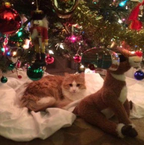 Christmas Cats